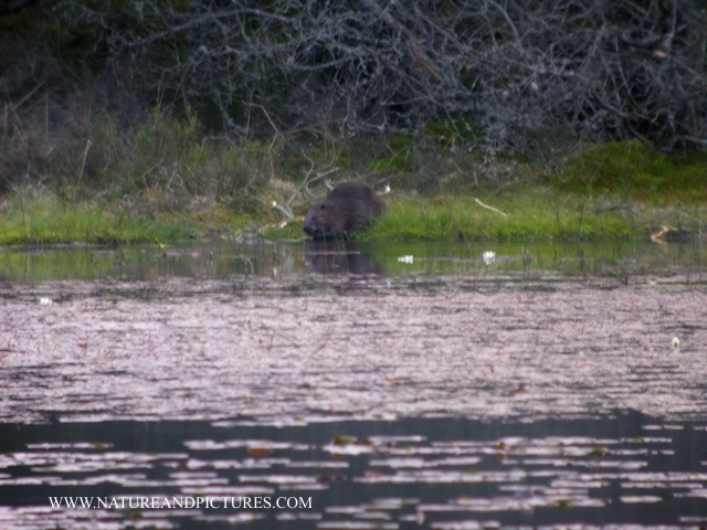 beavers, scotland, aigas, wild-17.jpg - MAN ERADICATED THE BEAVER IN THE UK